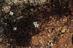 Heliophila variabilis