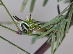 Giacomellia bilineata