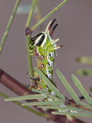Giacomellia bilineata