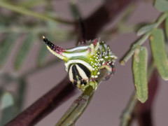 Giacomellia bilineata