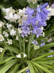 Hyacinthoides