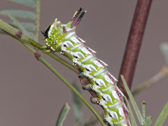 Giacomellia bilineata