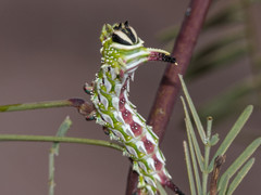 Giacomellia bilineata