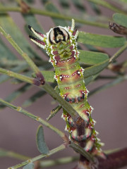 Giacomellia bilineata