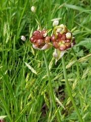Allium drummondii