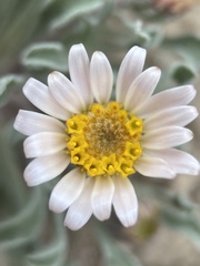 Townsendia florifera