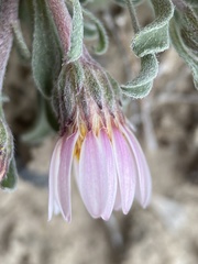 Townsendia florifera