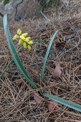 Muscari macrocarpum