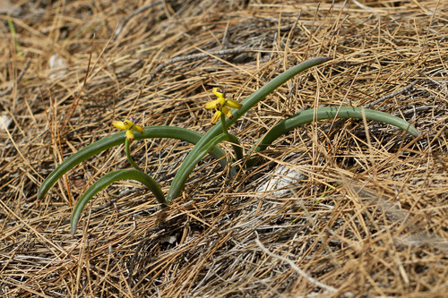 Muscari macrocarpum (Muscari macrocarpum)