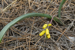 Muscari macrocarpum