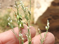 Polygala scoparioides