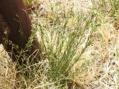 Polygala scoparioides