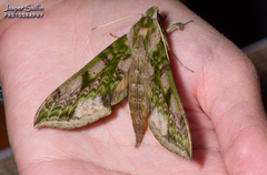 Xylophanes zurcheri