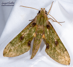 Xylophanes macasensis