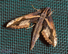 Xylophanes ceratomioides