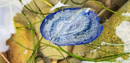 photo of By-the-wind Sailor (Velella velella)