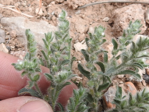 Image of Johnstonella mexicana by (c) Sam Kieschnick, some rights reserved (CC BY)