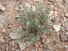 Cryptantha mexicana