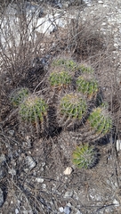 Ferocactus flavovirens