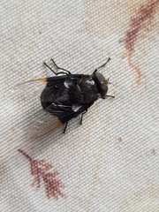 Copestylum violaceum