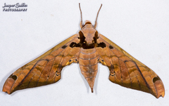 Adhemarius tigrina