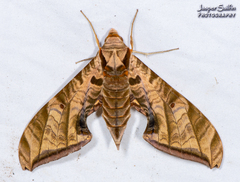 Protambulyx euryalus