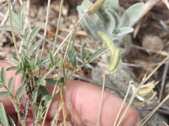 Astragalus nuttallianus austrinus