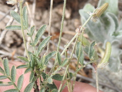 Astragalus nuttallianus austrinus