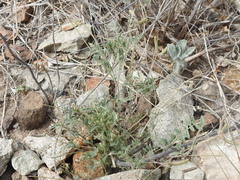 Astragalus nuttallianus austrinus