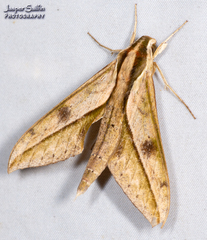 Xylophanes docilis