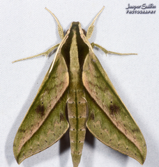 Xylophanes docilis
