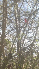 Cardinalis cardinalis