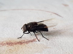 Copestylum violaceum