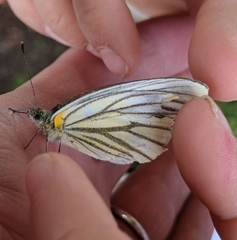 Pieris melete