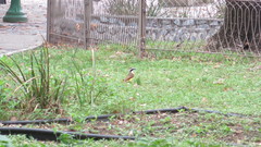 Pitangus sulphuratus
