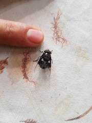 Copestylum violaceum