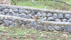 Turdus grayi