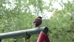Turdus grayi