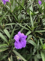 Ruellia simplex