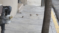 Passer domesticus