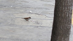 Passer domesticus