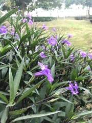 Ruellia simplex