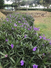 Ruellia simplex