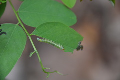 Nematus abbotii