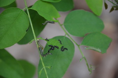 Nematus abbotii