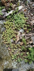 Sedum glaucophyllum