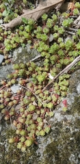 Sedum glaucophyllum
