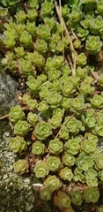 Sedum glaucophyllum