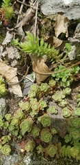 Sedum glaucophyllum