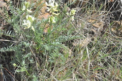 Astragalus reventiformis
